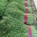 《茴香苗》小茴香茴香菜基地直供现货随装可全国发货