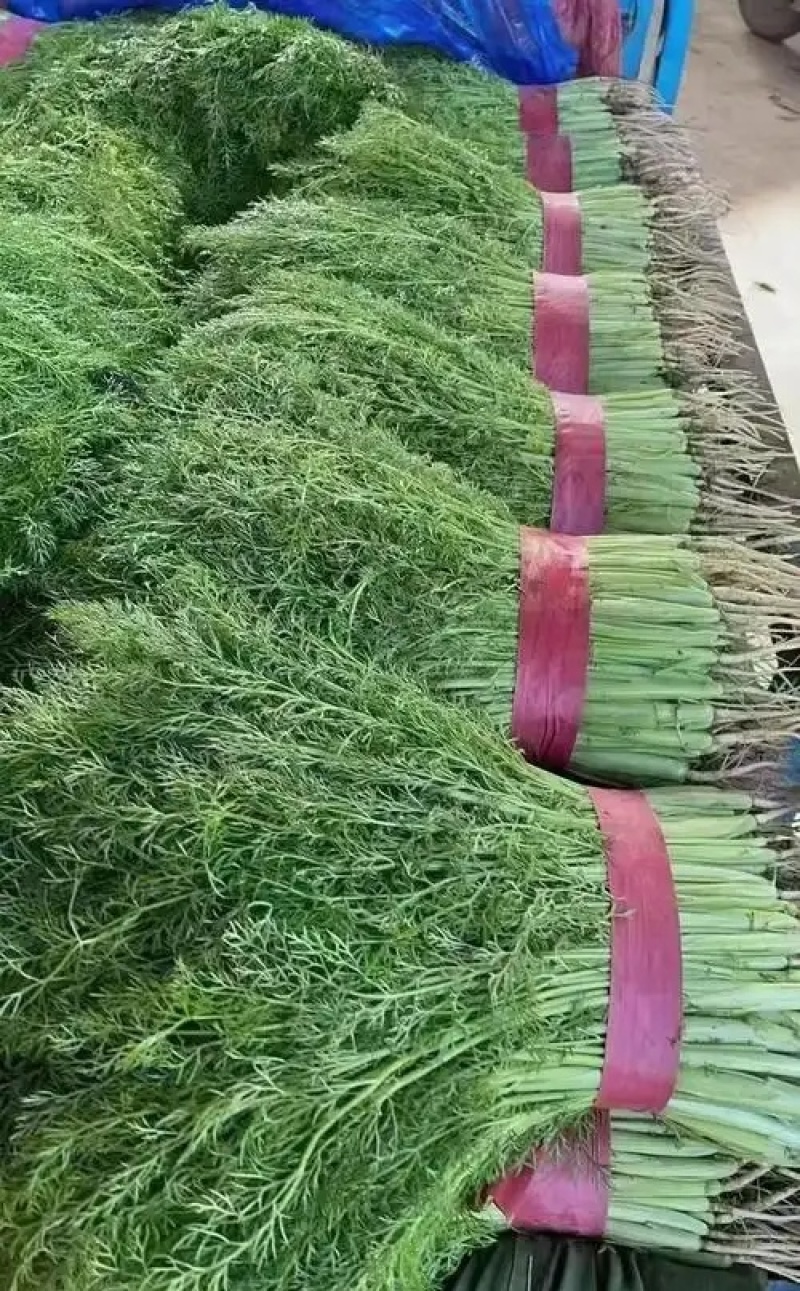 《茴香苗》小茴香茴香菜基地直供现货随装可全国发货