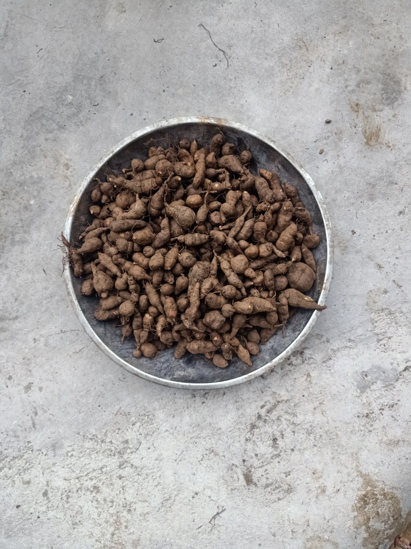 三叶青鲜果，大小都有，随时供应，全国发货。
