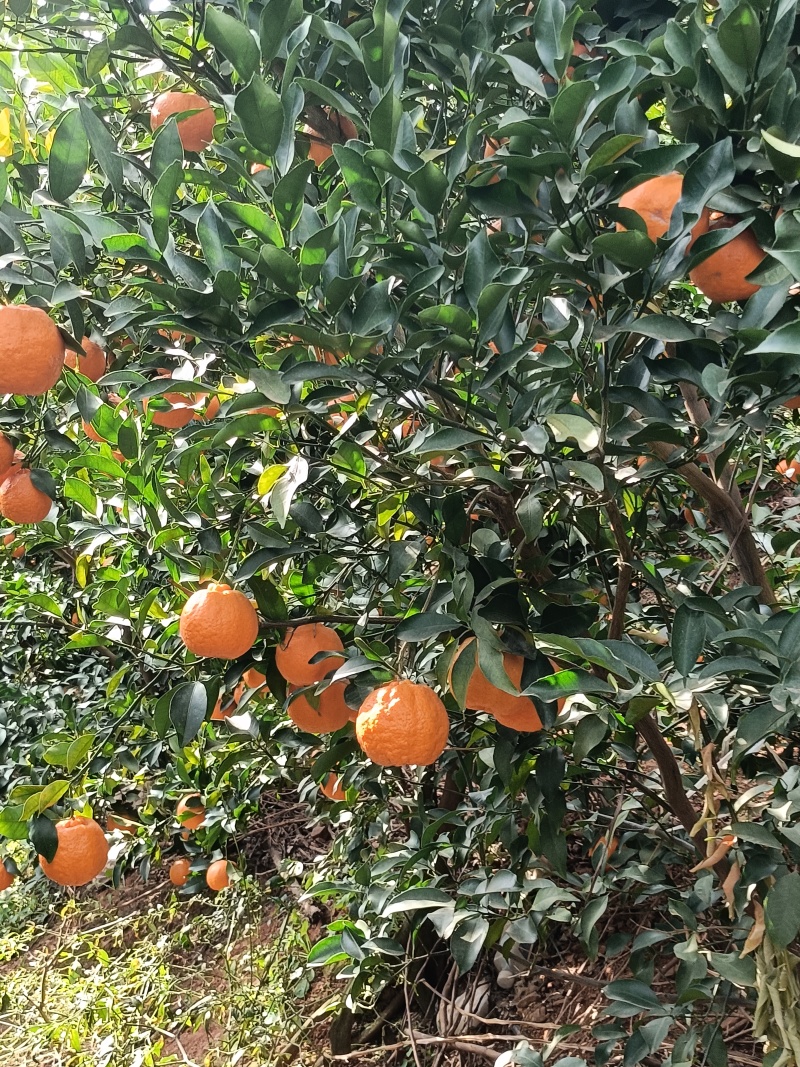晚芦