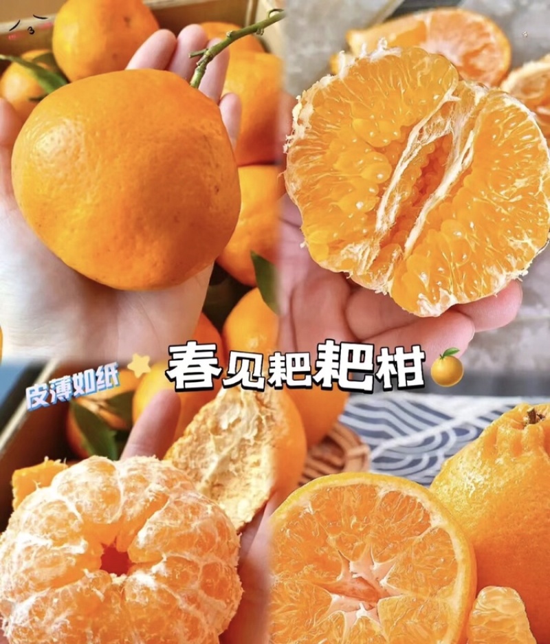 【一件代发】四川眉山春见耙耙柑愍愍甜当天采摘发货开票服务