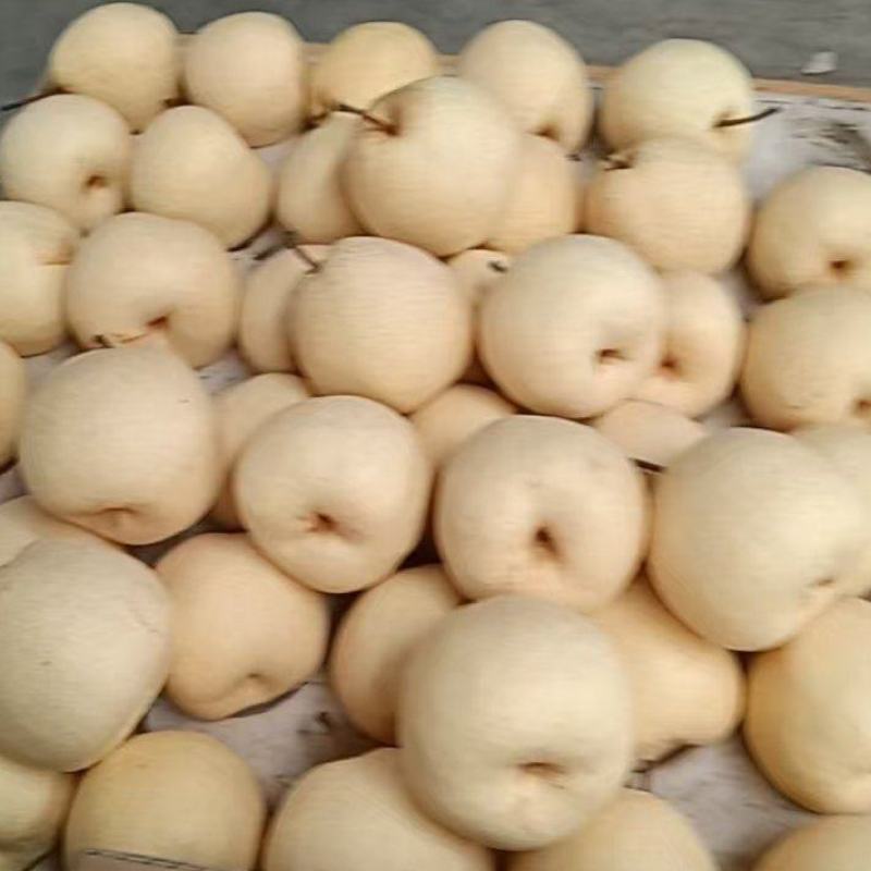 精品蒲城酥梨皮薄多汁质量保证量大从优欢迎咨询