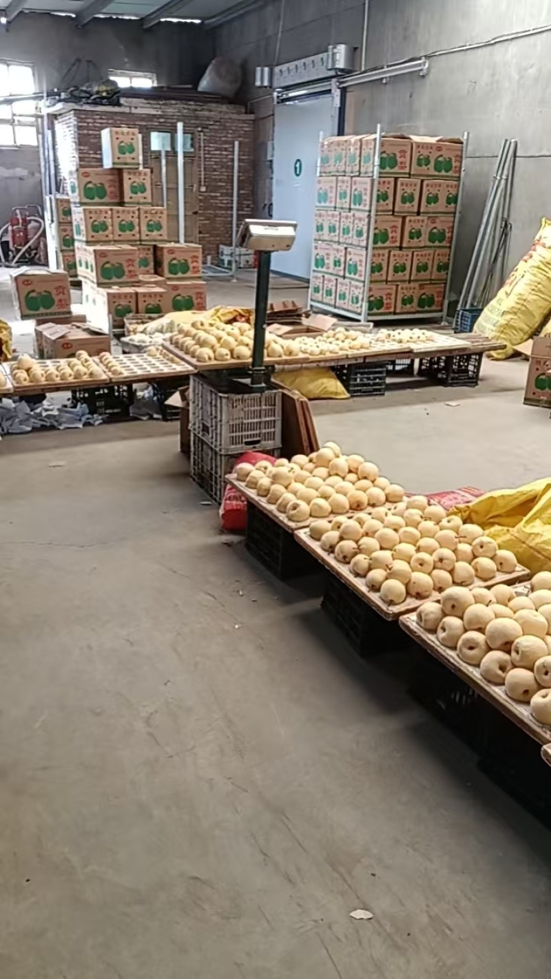 精品蒲城酥梨皮薄多汁质量保证量大从优欢迎咨询