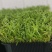 零添加空心菜苗
