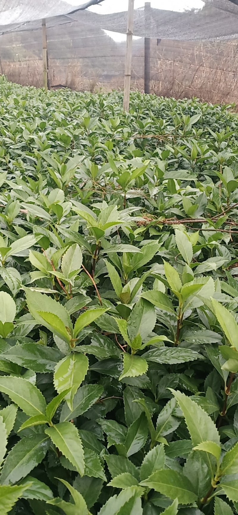 一年二年草珊瑚苗