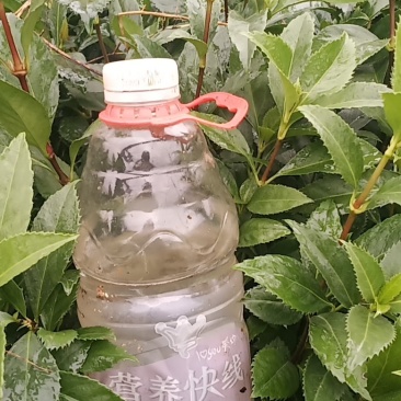 一年二年草珊瑚苗