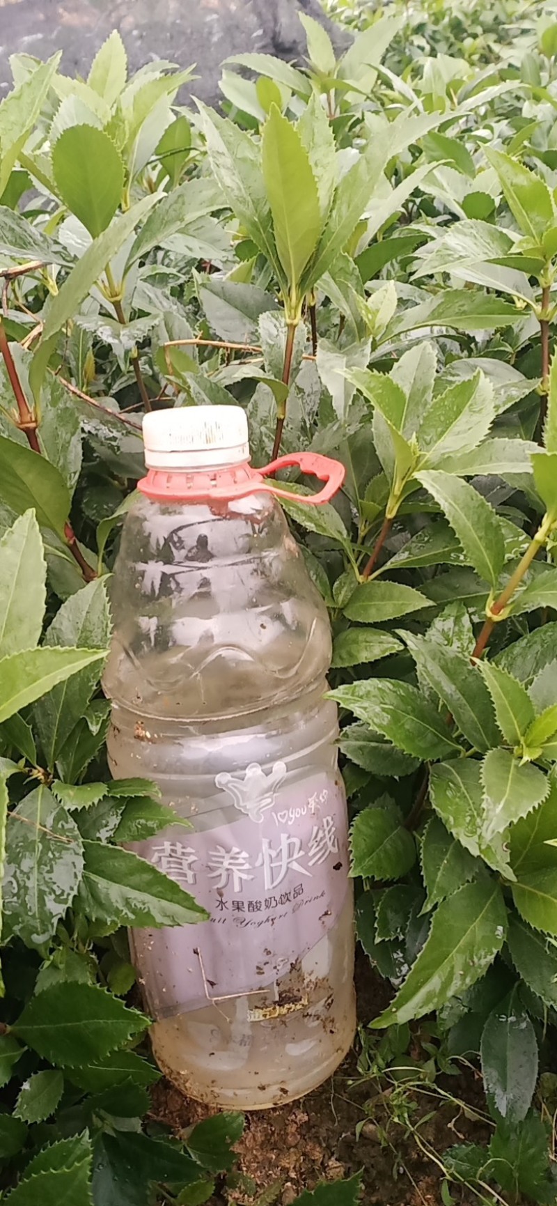 一年二年草珊瑚苗