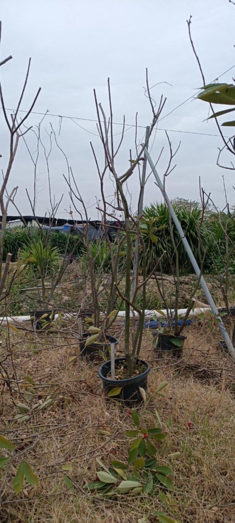 老桩造型琴叶珊瑚