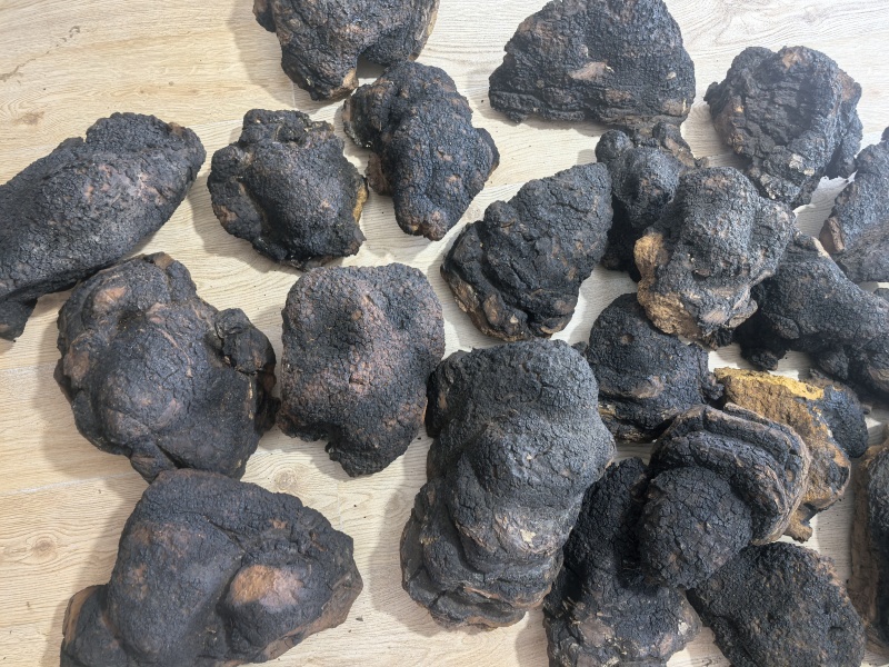 桦树茸切块，俄罗斯桦树茸，白桦茸，黑金油，黑金颗粒