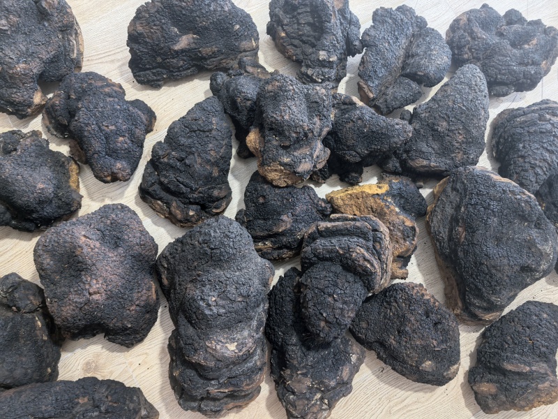 桦树茸切块，俄罗斯桦树茸，白桦茸，黑金油，黑金颗粒