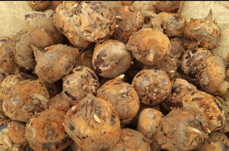 贺州马蹄沃柑视频看货，价格美丽，量大从优，欢迎来电