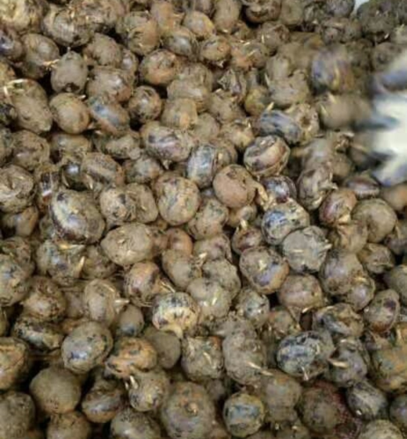 贺州马蹄沃柑视频看货，价格美丽，量大从优，欢迎来电