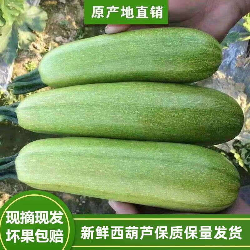 【精品】绿皮西葫芦产地直发欢迎咨询合作品质保证