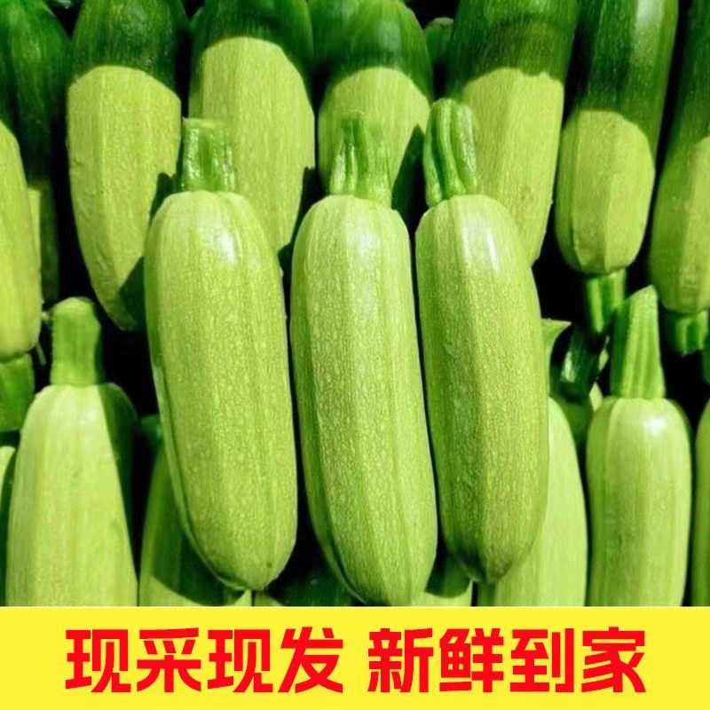 【精品】绿皮西葫芦产地直发欢迎咨询合作品质保证