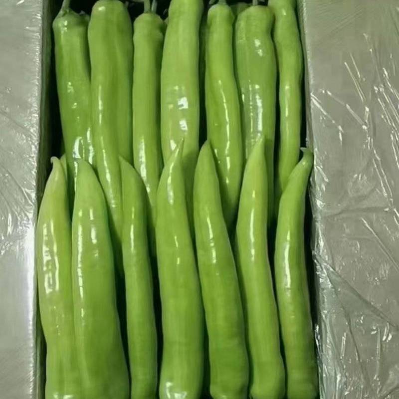 精品尖椒基地直发301辣椒品质保证大量供应