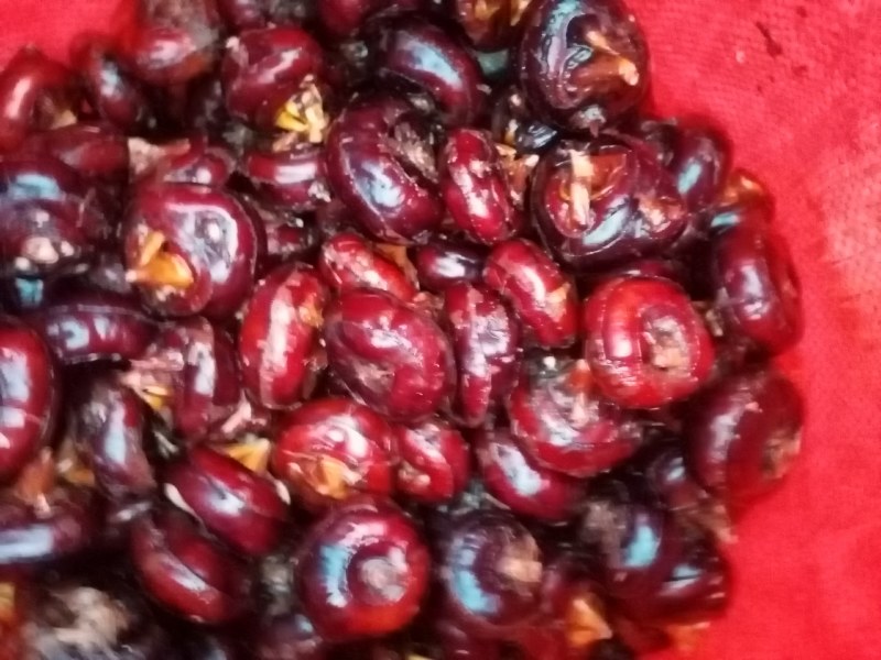 马蹄