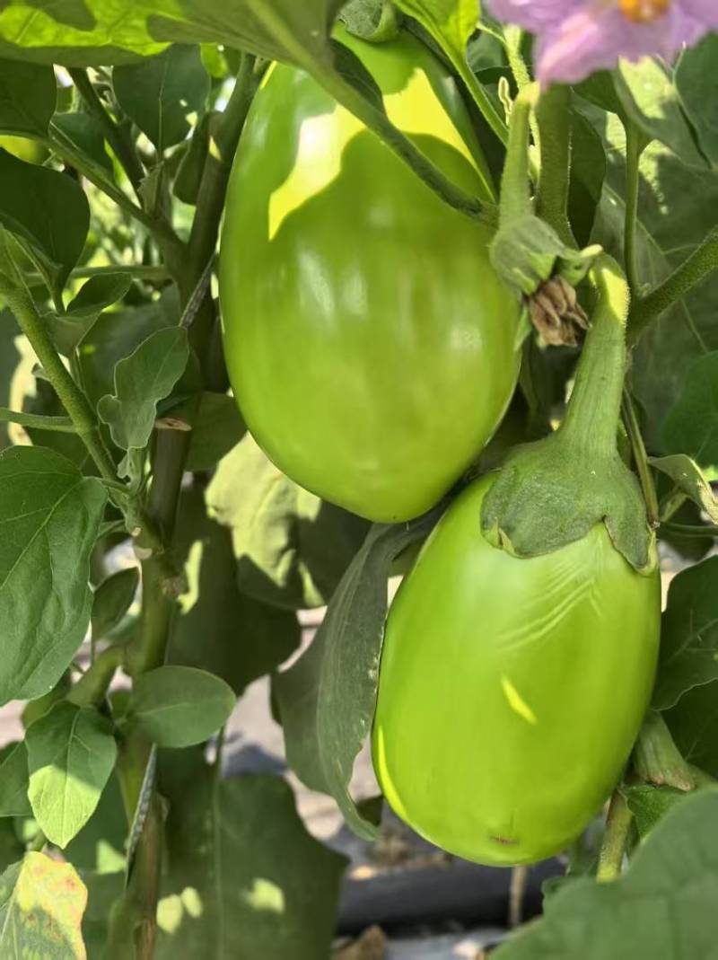 青茄子大量有货源，产地直销对接市场商超一件代发诚信经营