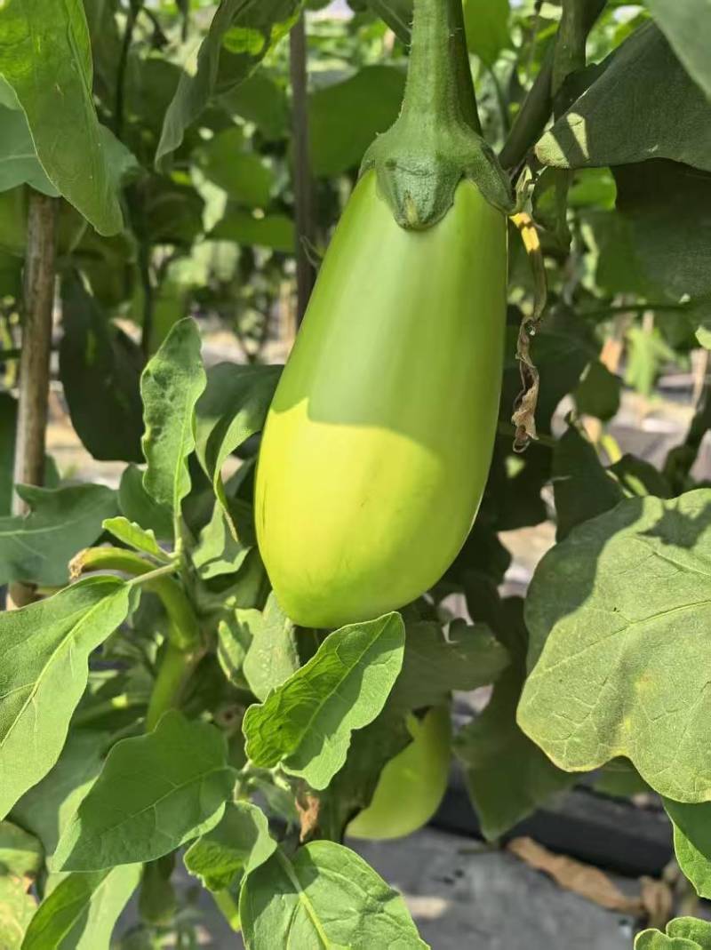 青茄子大量有货源，产地直销对接市场商超一件代发诚信经营