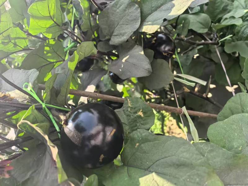 高山圆茄大量，果实饱满，基地直供，一件代发对接市场商超