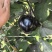 高山圆茄大量，果实饱满，基地直供，一件代发对接市场商超