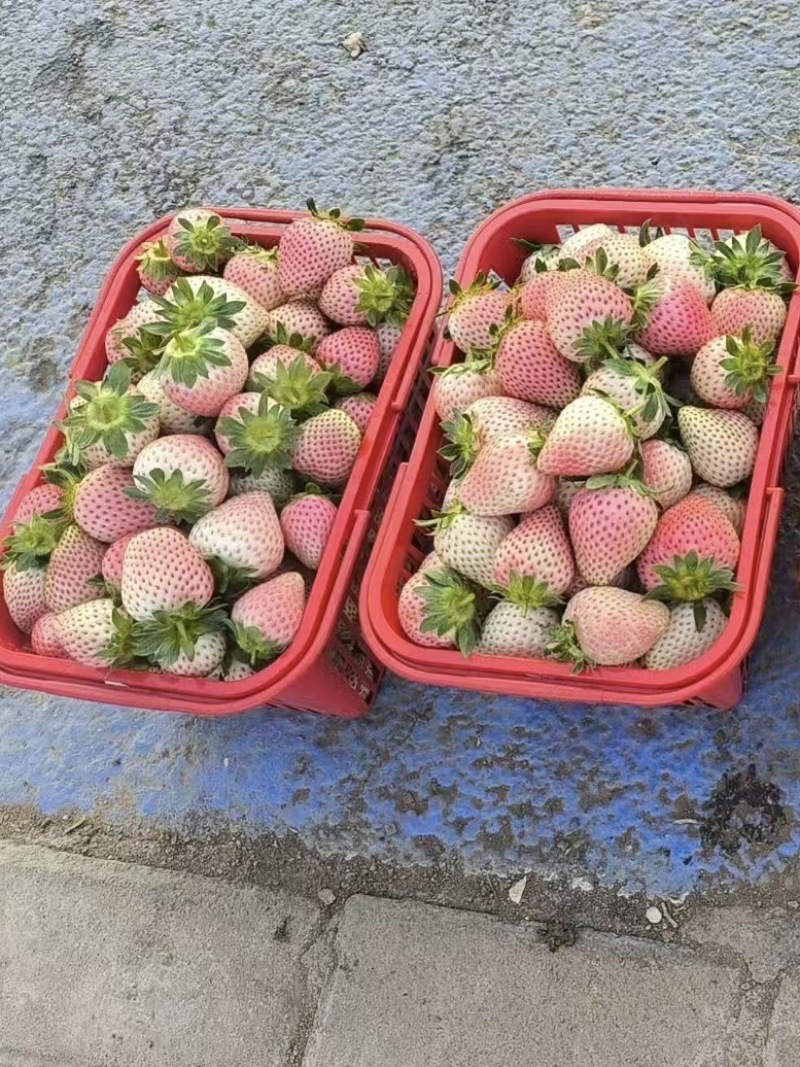 四川攀枝花精品三色草莓产地发货一手货源批发品质保证