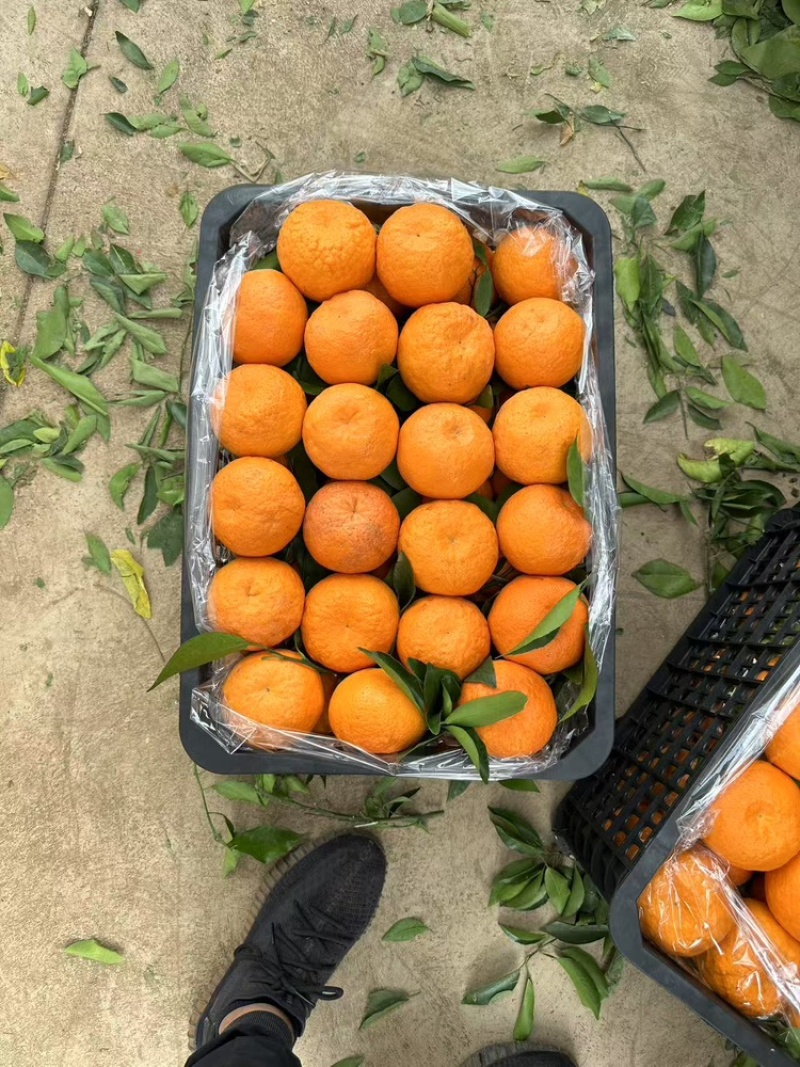 精品沃柑，云南沃柑产地直发电商商超市场批发