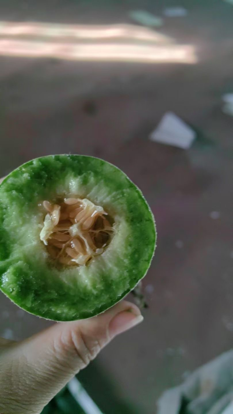 博洋72甜瓜博洋九甜瓜蜜源18甜瓜羊角蜜大量有货，