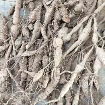 野生牛大力，大叶粉质野生牛大力，够老够甜，量大价优。