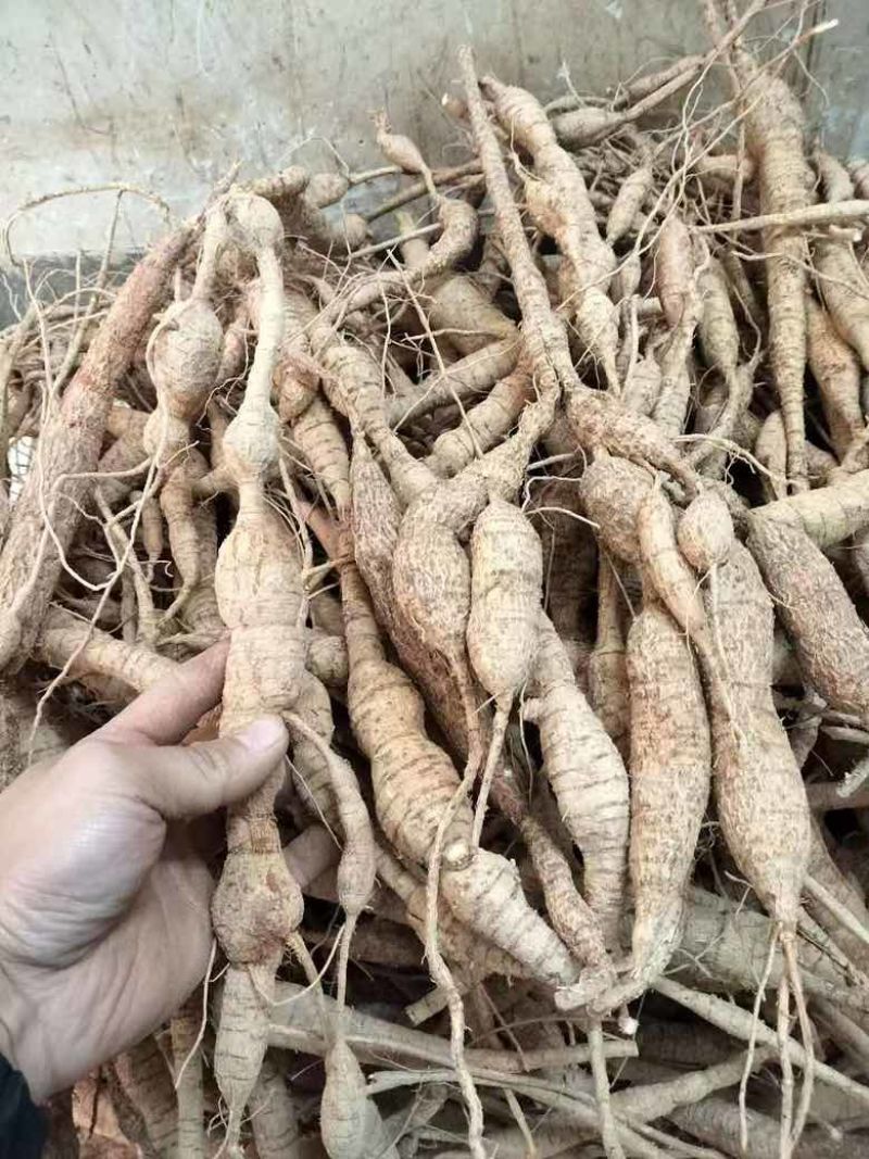 野生牛大力，大叶粉质野生牛大力，够老够甜，量大价优。