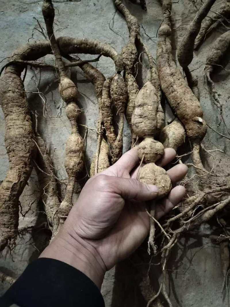 野生牛大力，大叶粉质野生牛大力，够老够甜，量大价优。