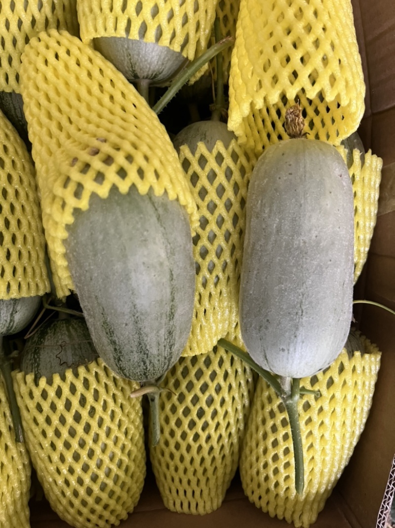 博洋72甜瓜博洋九甜瓜蜜源18甜瓜羊角蜜大量有货，