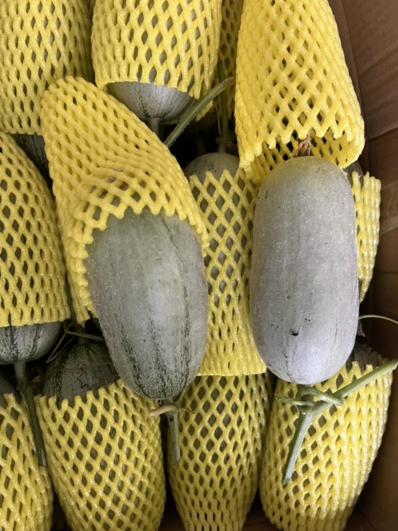 博洋72甜瓜博洋九甜瓜蜜源18甜瓜羊角蜜大量有货，