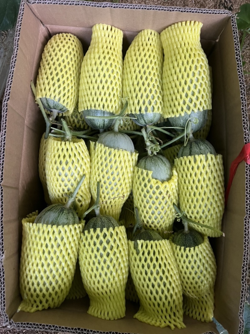 博洋72甜瓜博洋九甜瓜蜜源18甜瓜羊角蜜大量有货，