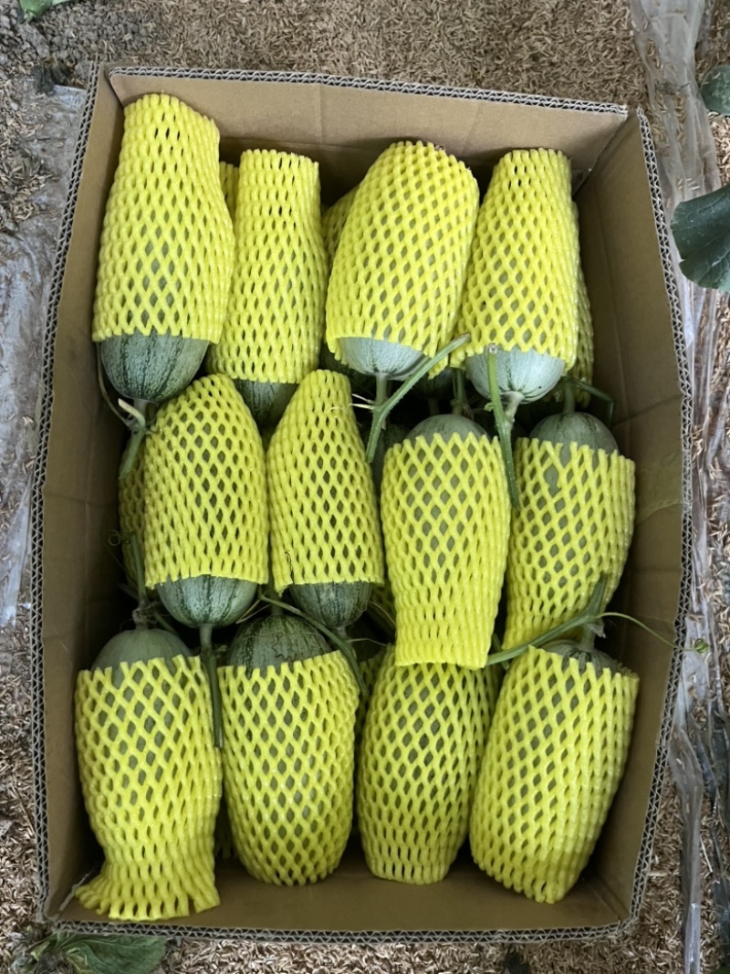 博洋72甜瓜博洋九甜瓜蜜源18甜瓜羊角蜜大量有货，