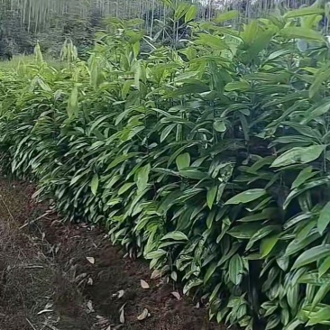 优质玉桂苗