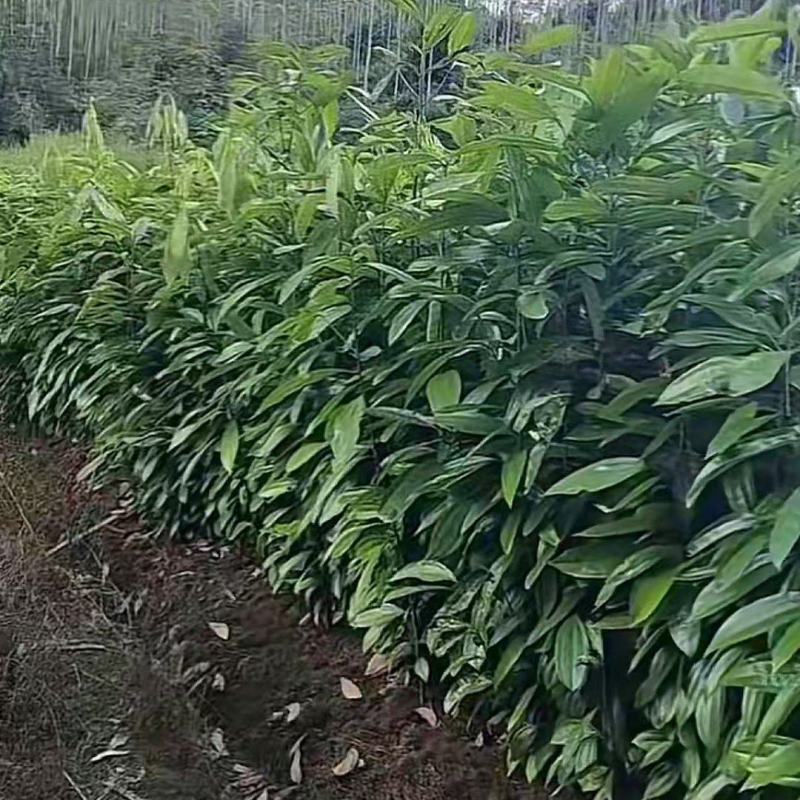 优质玉桂苗