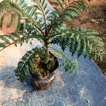 蓝花楹种苗绿化苗园林庭院苗场地直发量大优惠