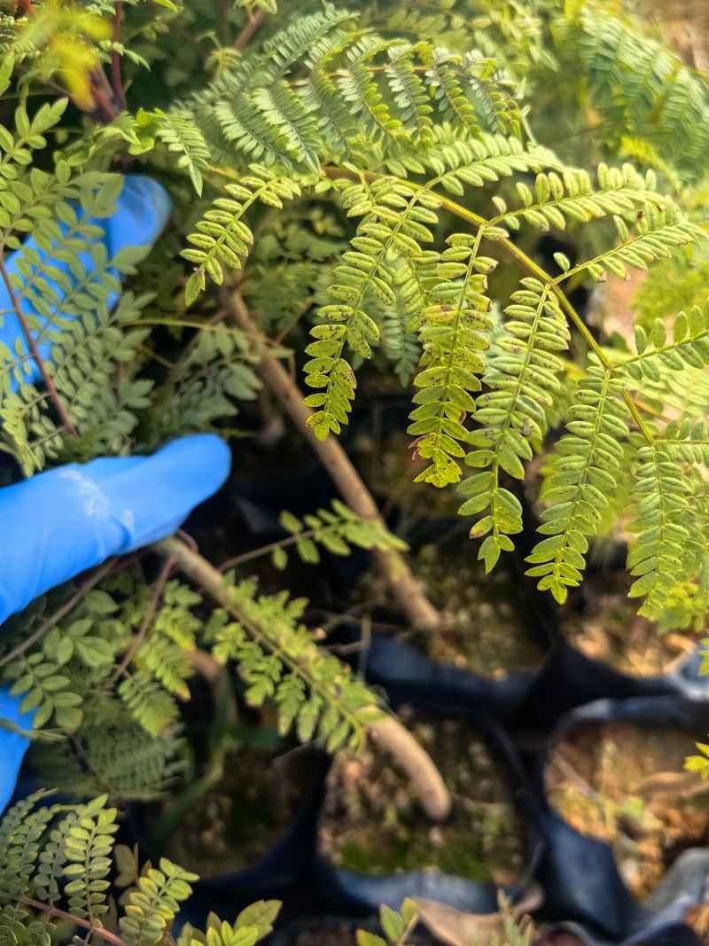 蓝花楹种苗绿化苗园林庭院苗场地直发量大优惠