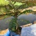 蓝花楹种苗绿化苗园林庭院苗场地直发量大优惠