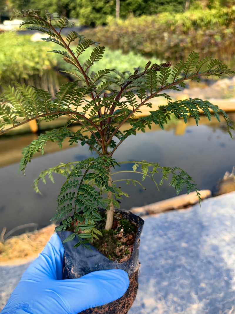 蓝花楹种苗绿化苗园林庭院苗场地直发量大优惠
