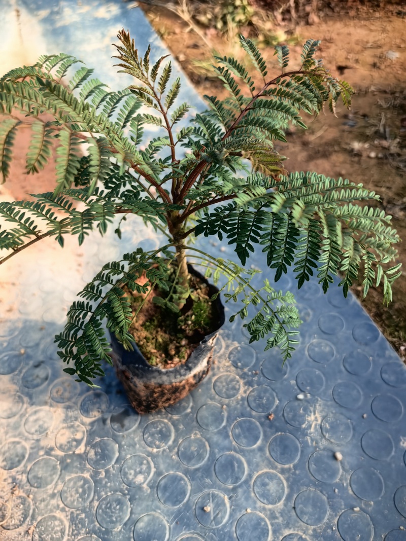 蓝花楹种苗绿化苗园林庭院苗场地直发量大优惠