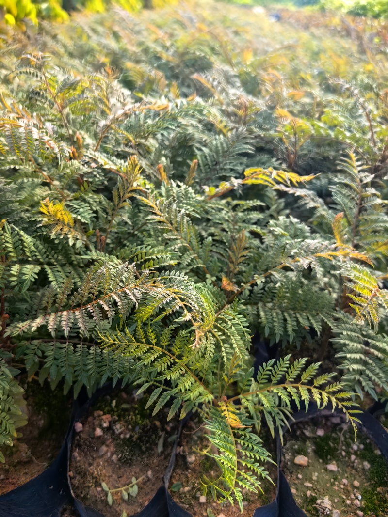蓝花楹种苗绿化苗园林庭院苗场地直发量大优惠
