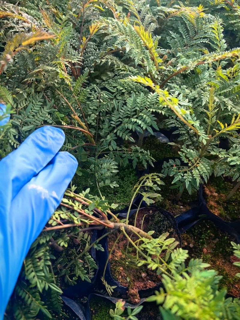蓝花楹种苗绿化苗园林庭院苗场地直发量大优惠