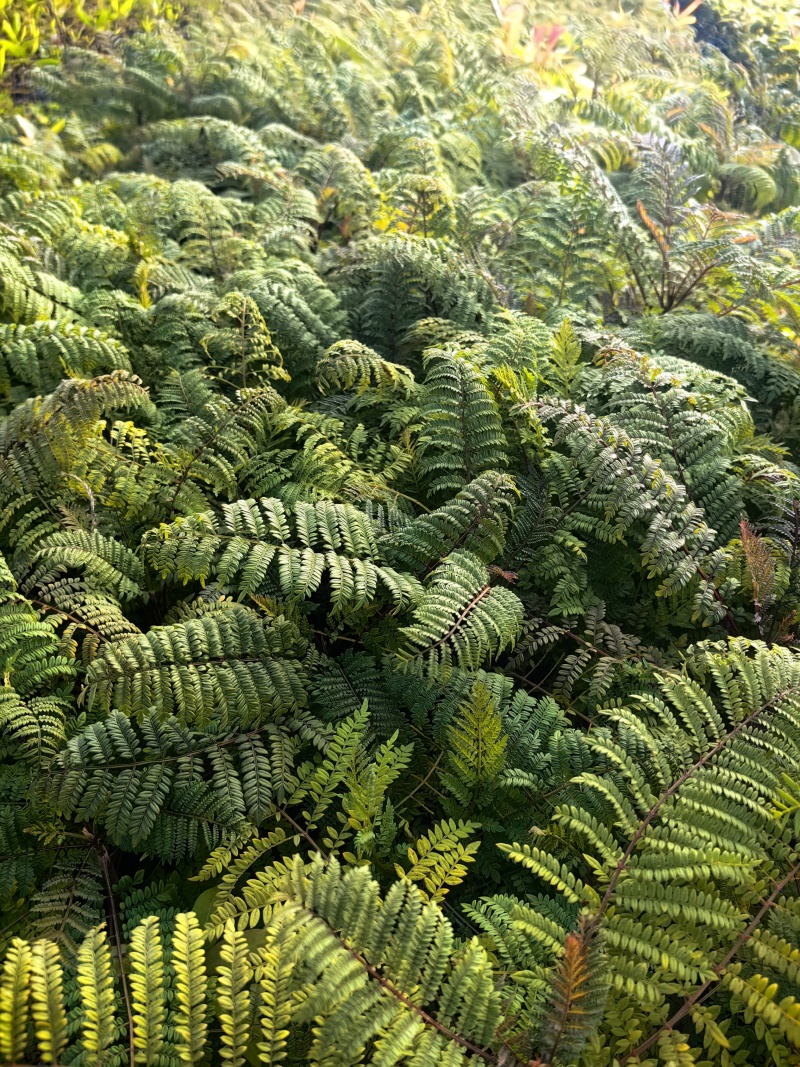 蓝花楹种苗绿化苗园林庭院苗场地直发量大优惠