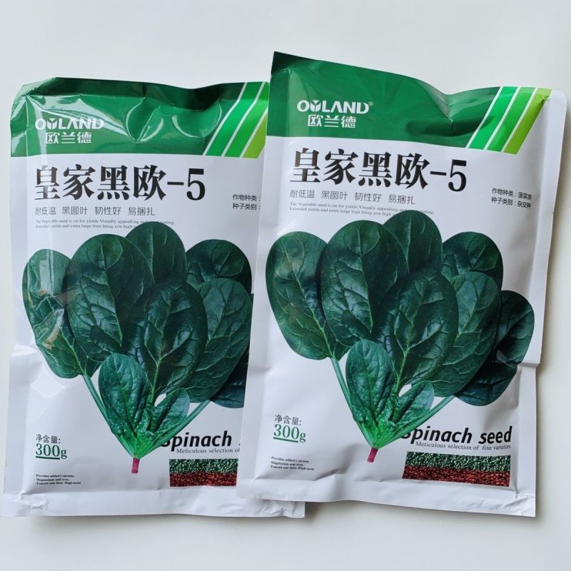 皇家黑欧一5菠菜种子叶卵圆形深绿色菠菜种子直立型肉厚菠菜