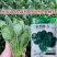 皇家黑欧一5菠菜种子叶卵圆形深绿色菠菜种子直立型肉厚菠菜