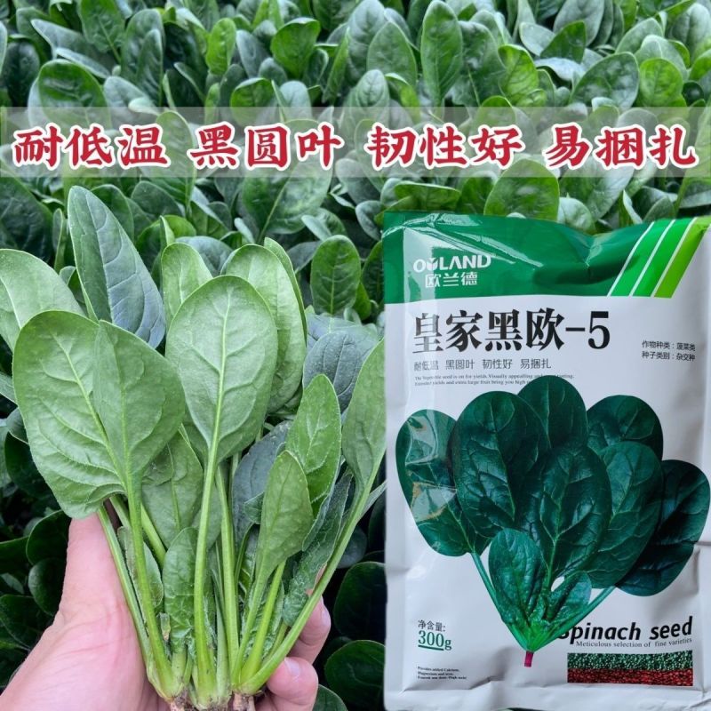 皇家黑欧一5菠菜种子叶卵圆形深绿色菠菜种子直立型肉厚菠菜