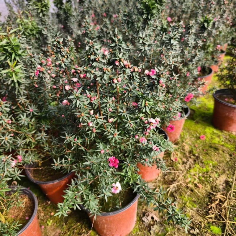 基地直销松红梅种