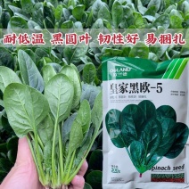 皇家黑欧一5菠菜种子叶卵圆形深绿色菠菜种子直立型肉厚菠菜