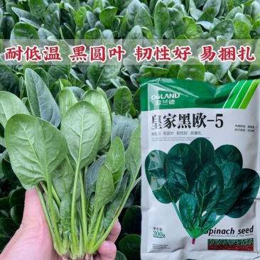 皇家黑欧一5菠菜种子叶卵圆形深绿色菠菜种子直立型肉厚菠菜